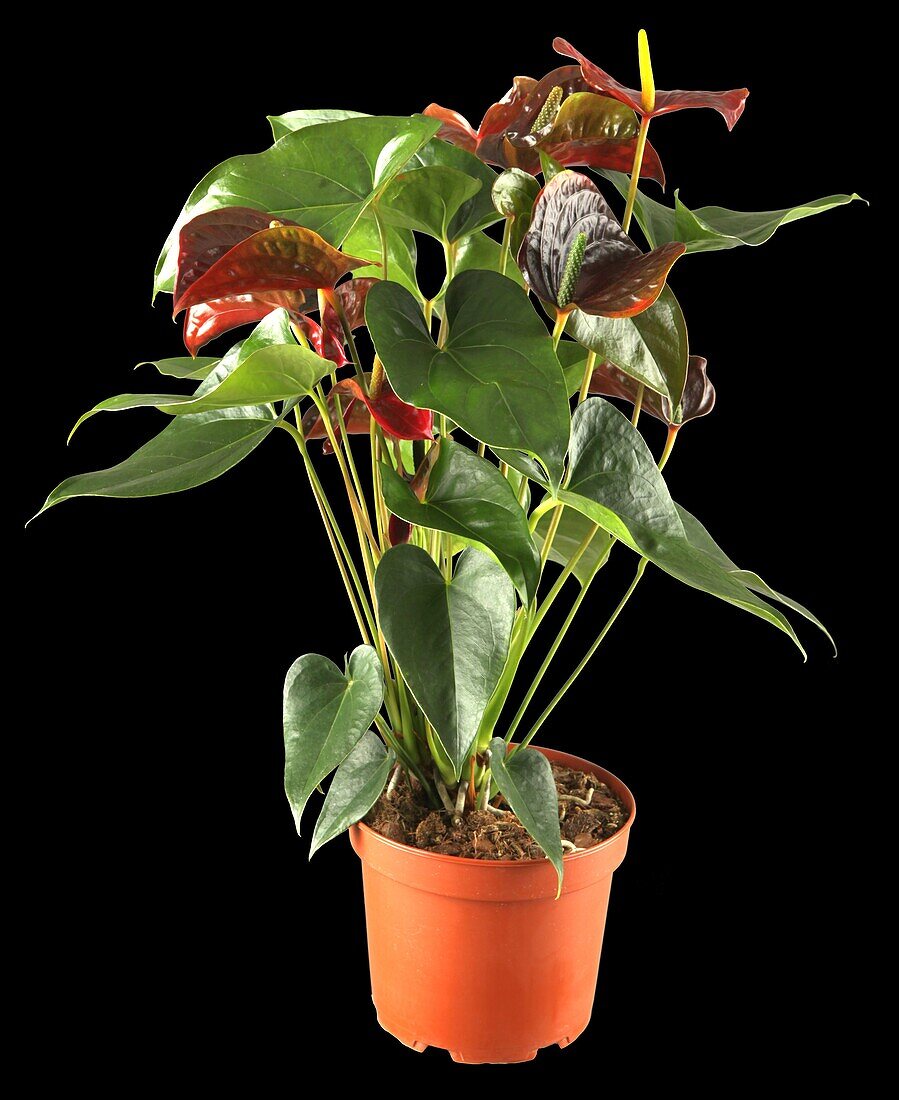 Anthurium x andreanum Arion