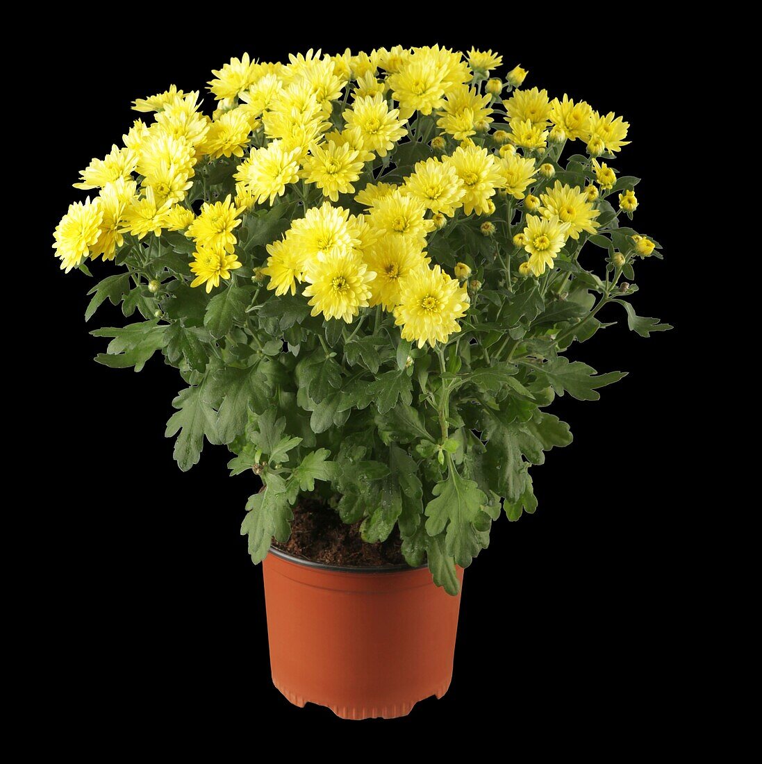 Chrysanthemum indicum 'Garden Mums'