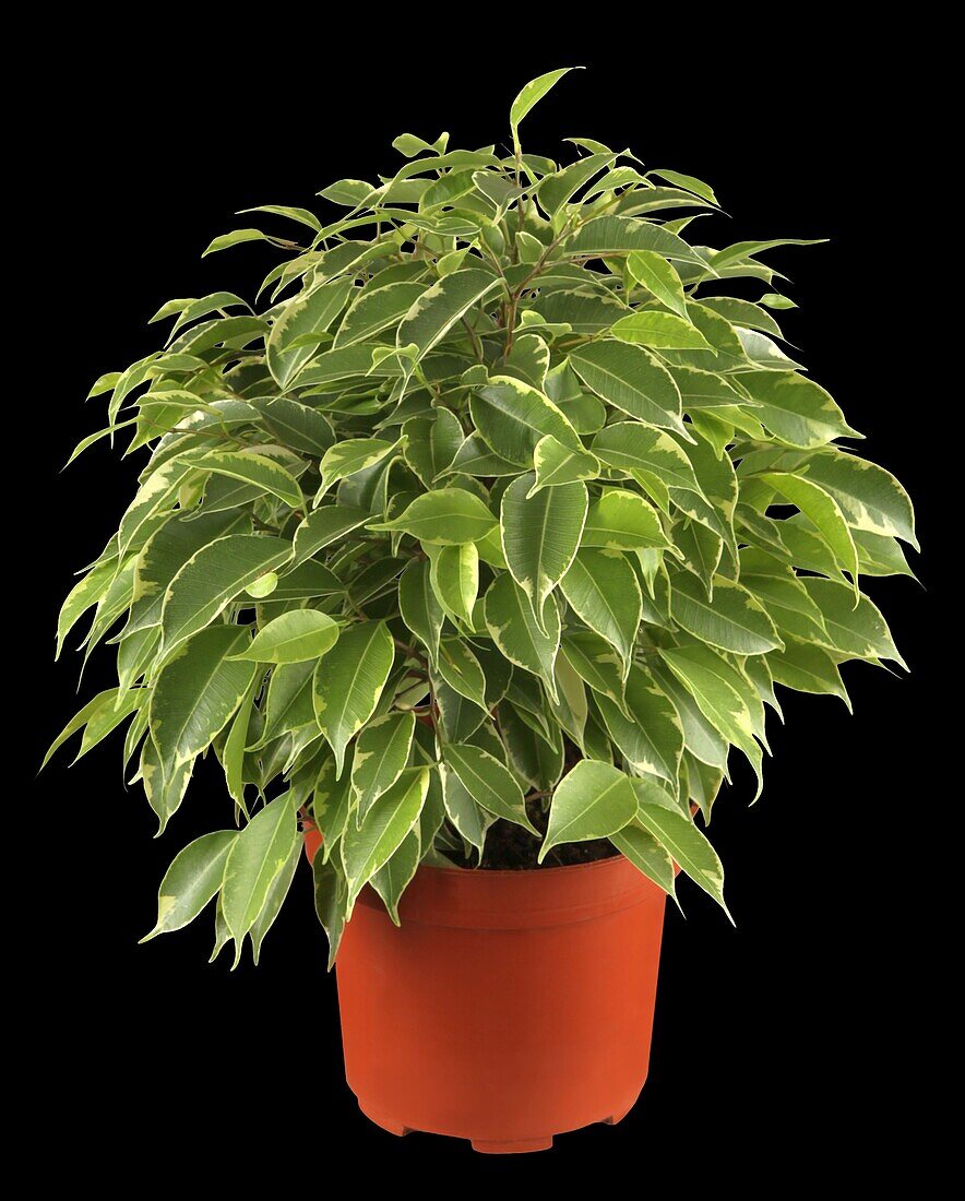 Ficus benjamina 'Kinky'