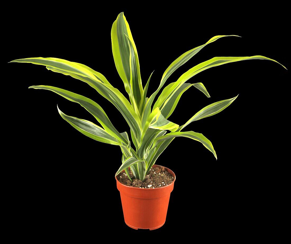 Dracaena deremensis