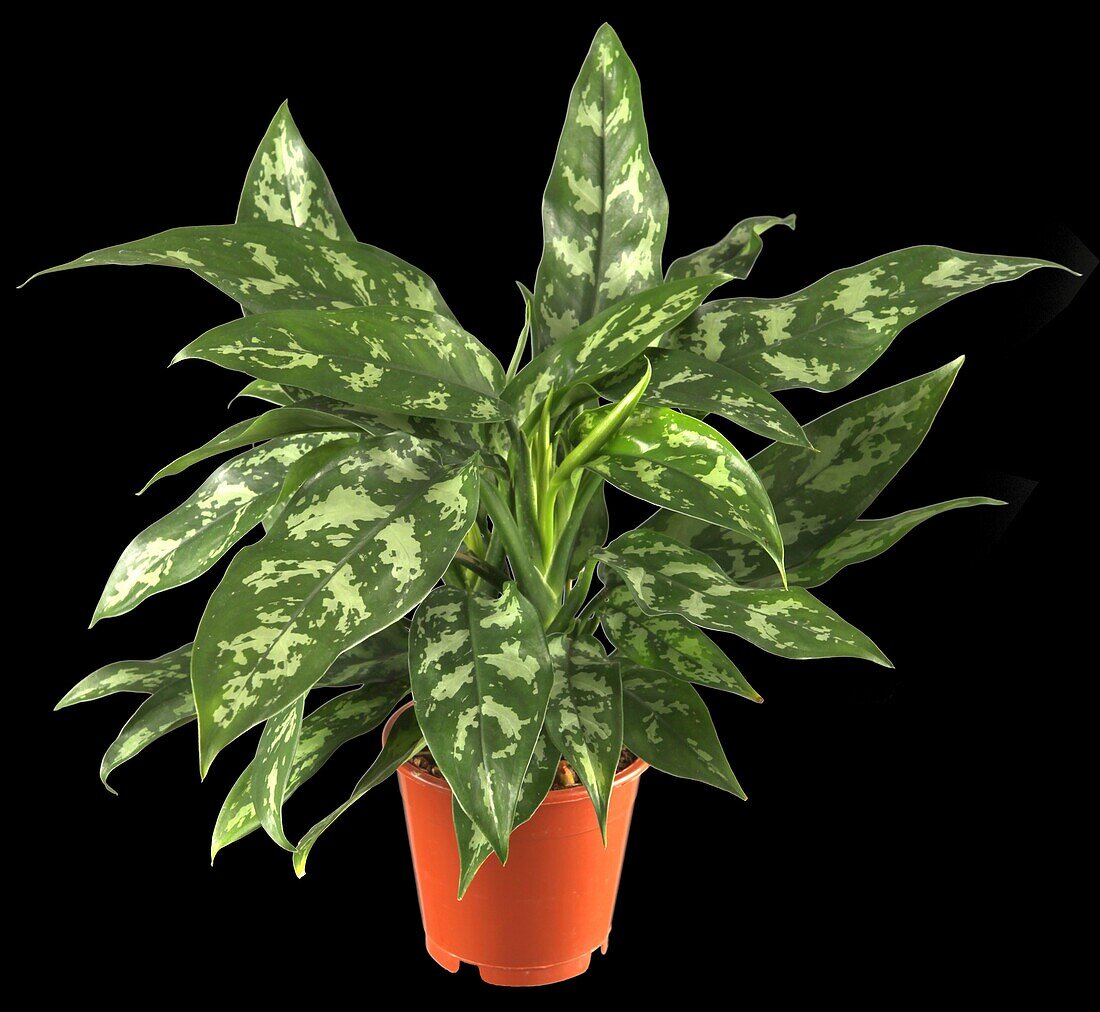 Aglaonema commutatum 'Maria