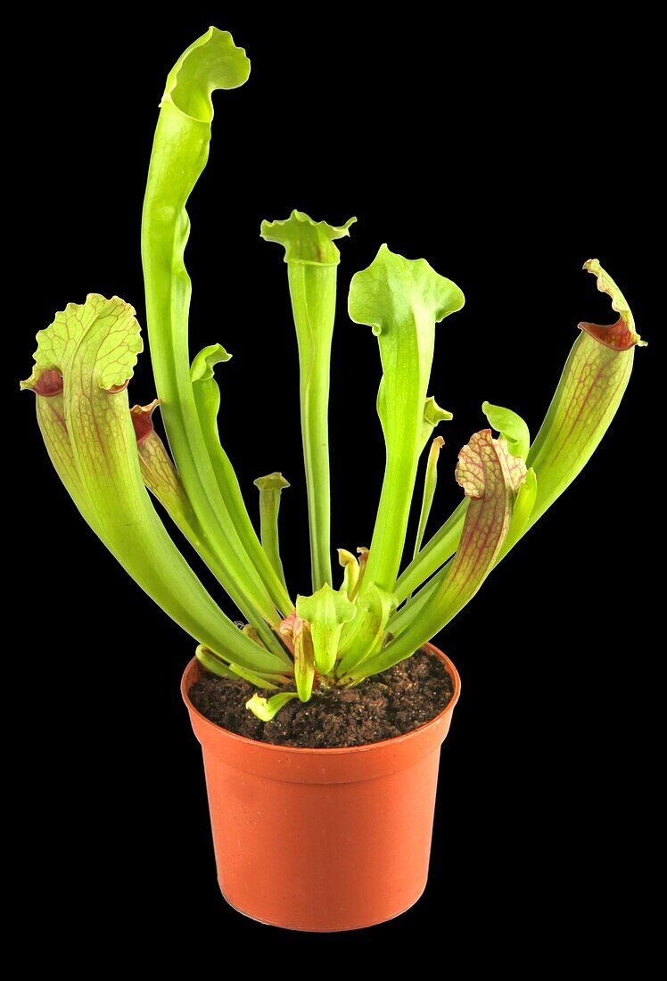 Sarracenia 'Fiona'