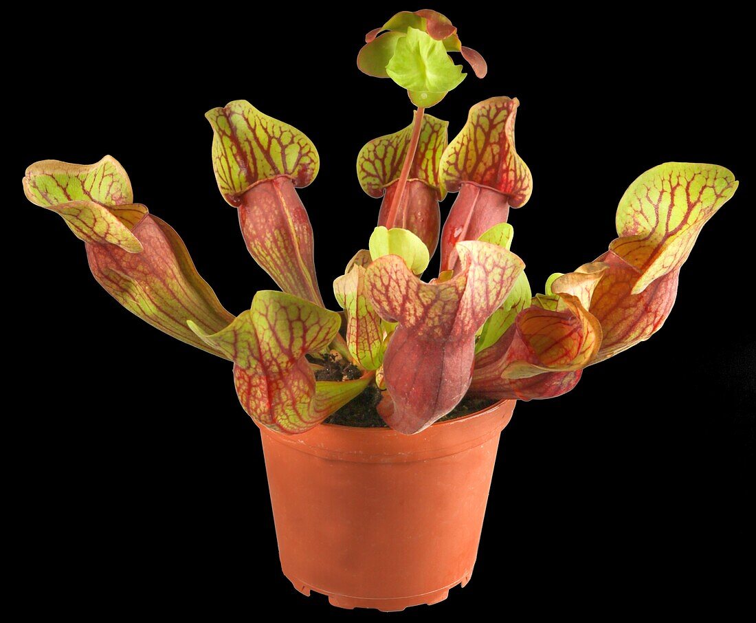 Sarracenia purpurea