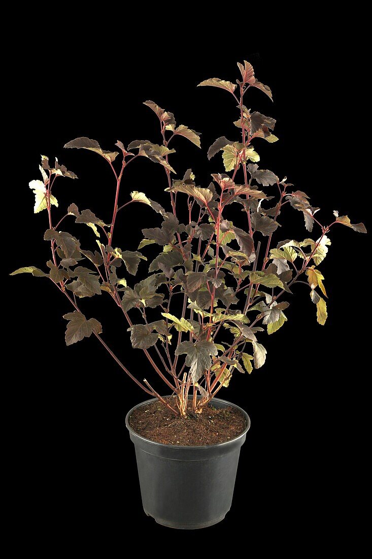 Physocarpus opulifolius 'Diabolo'®