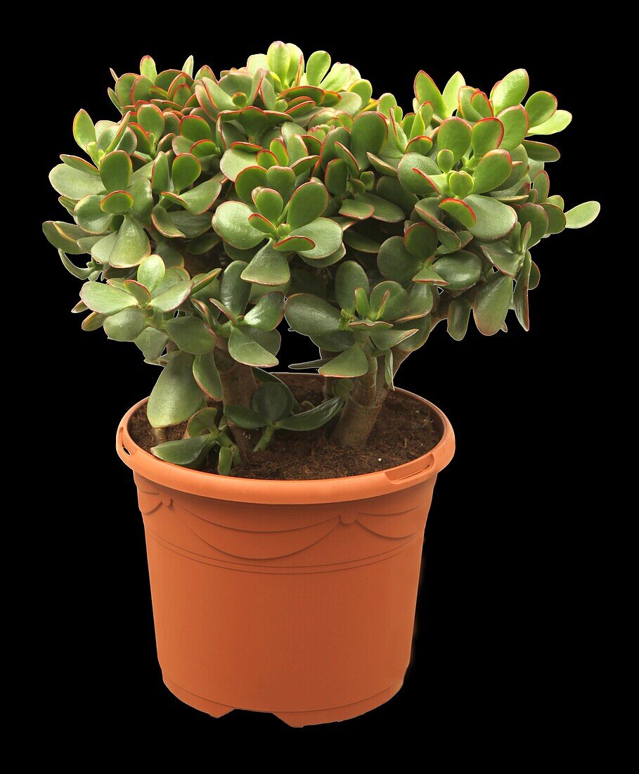 Crassula ovata 'Hummel´s Sunset'