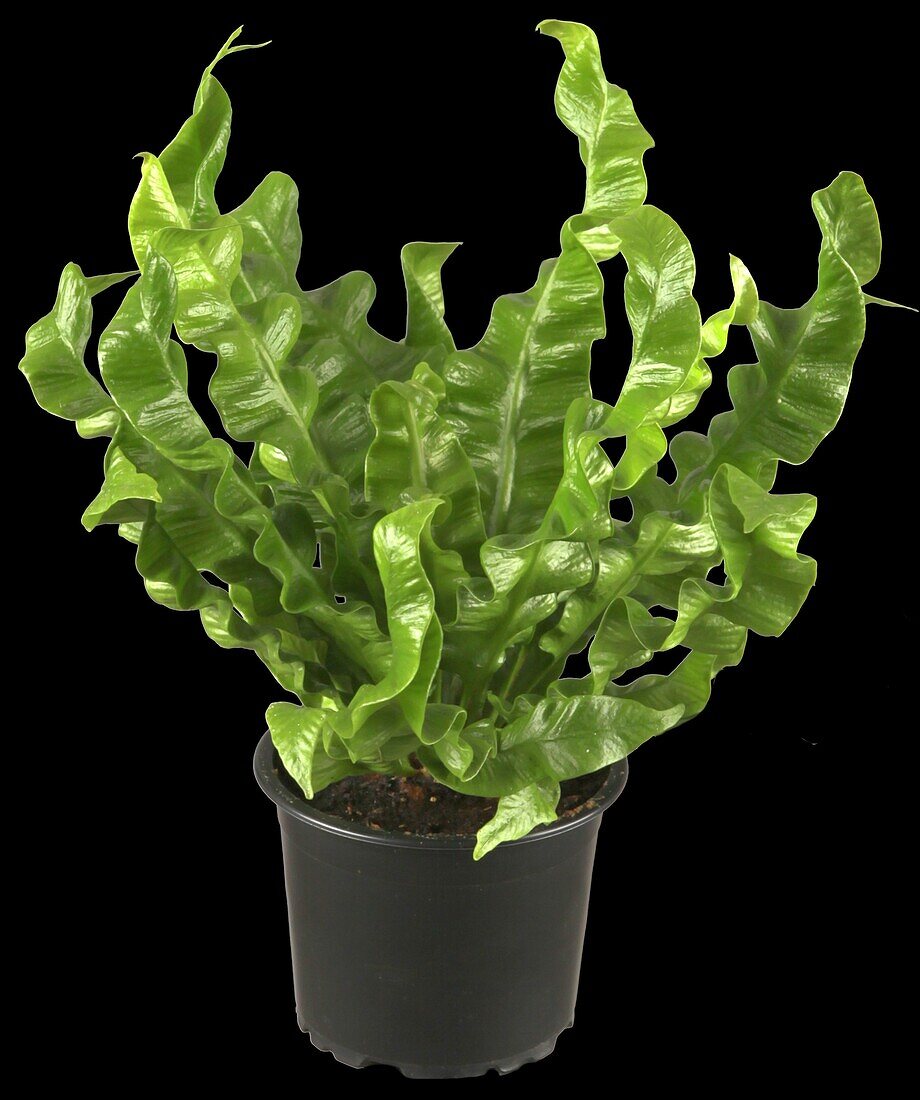 Asplenium nidus 'Crispy Wave