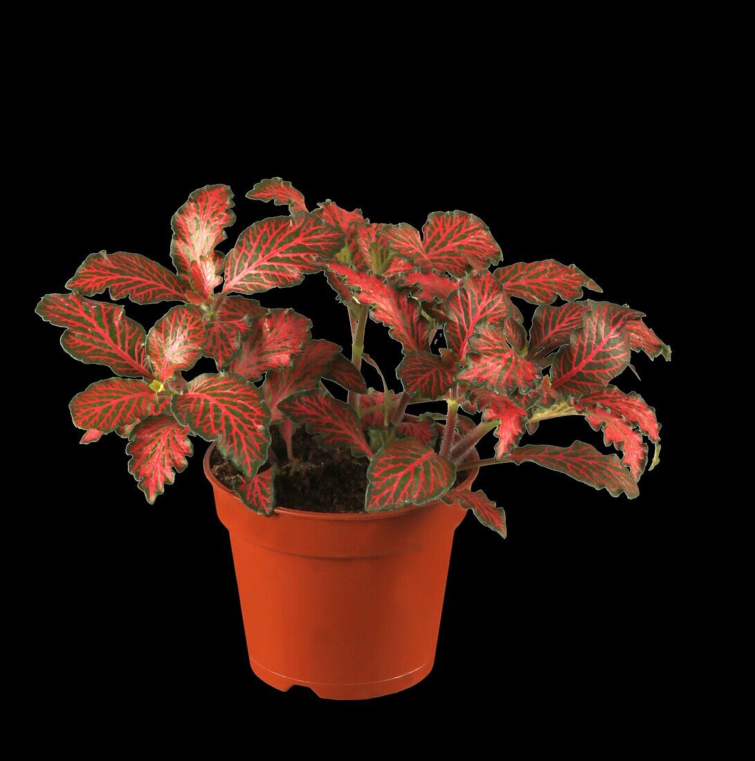 Fittonia