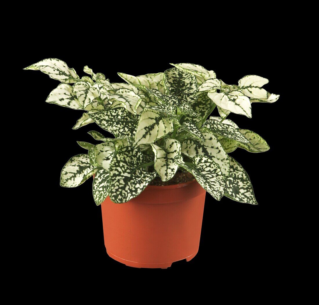 Fittonia