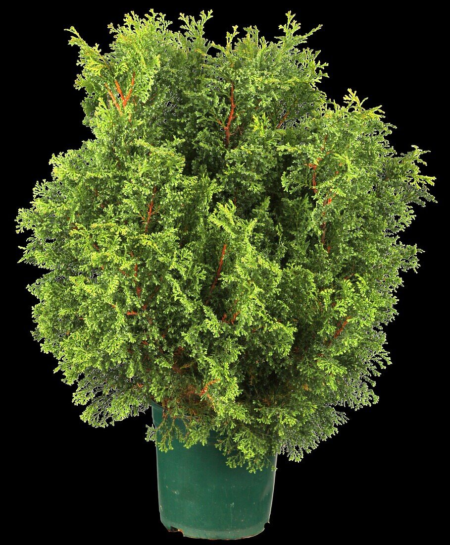 Chamaecyparis obtusa