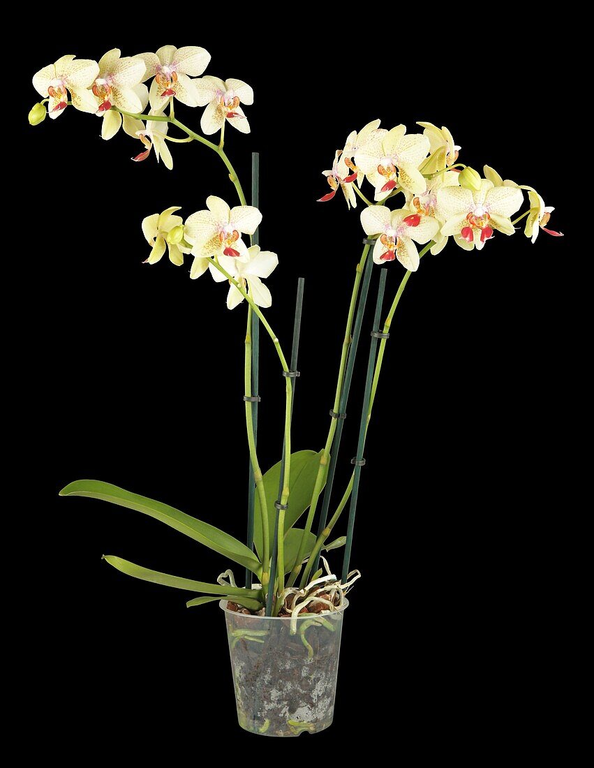 Phalaenopsis