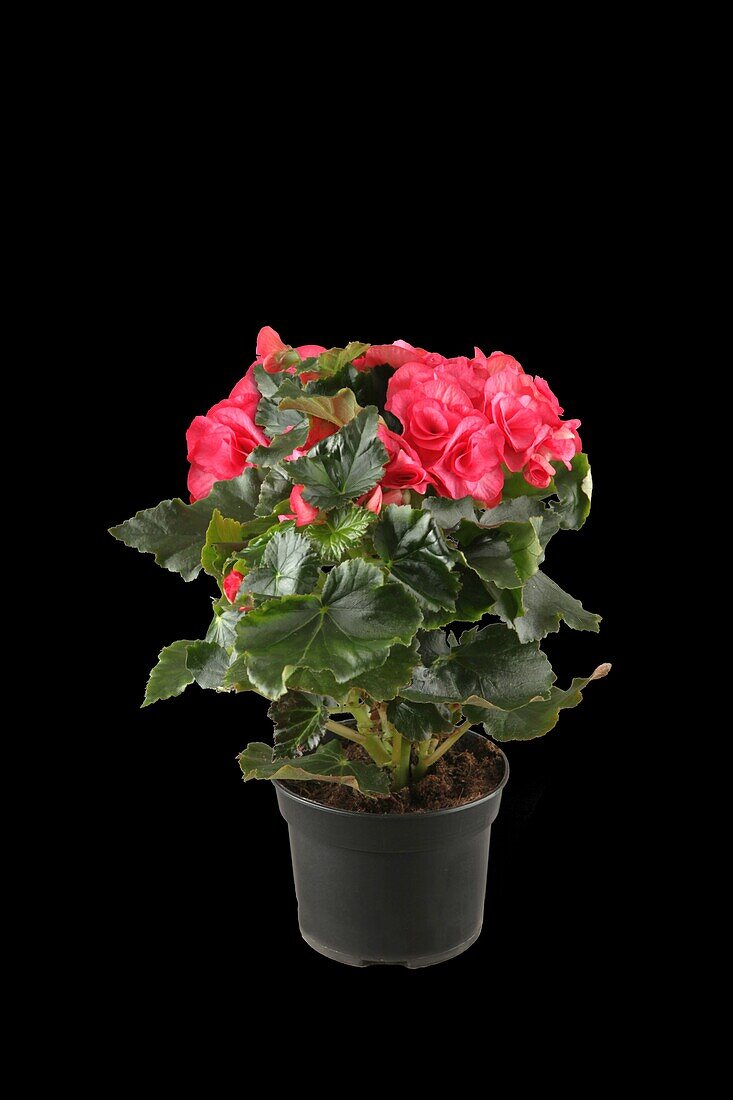 Begonia elatior, rosa