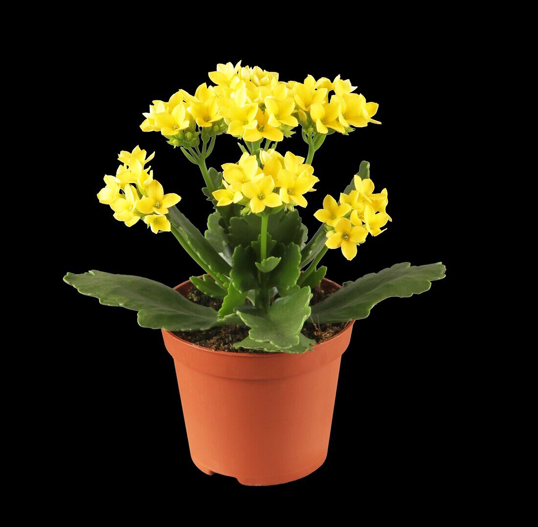 Kalanchoe blossfeldiana