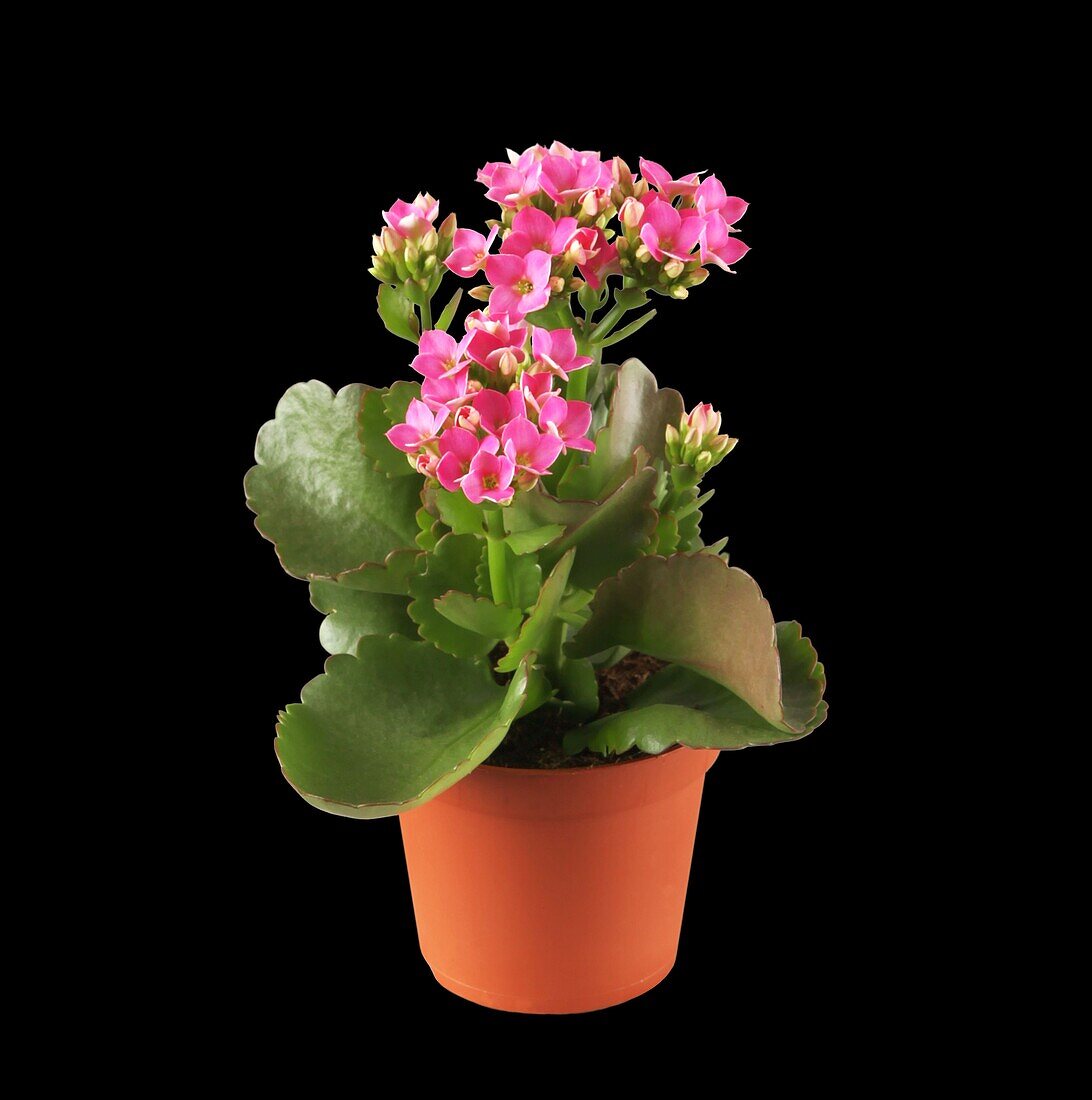 Kalanchoe blossfeldiana