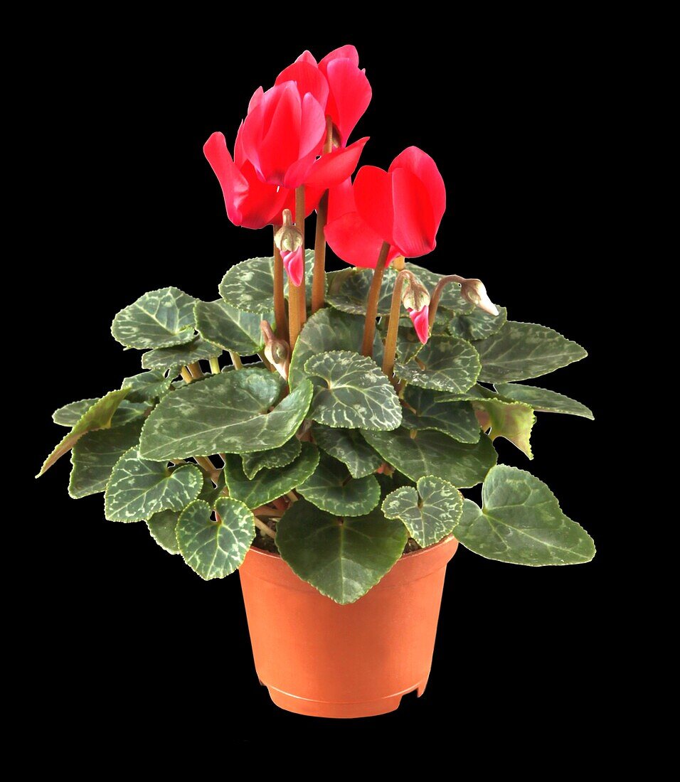 Cyclamen persicum