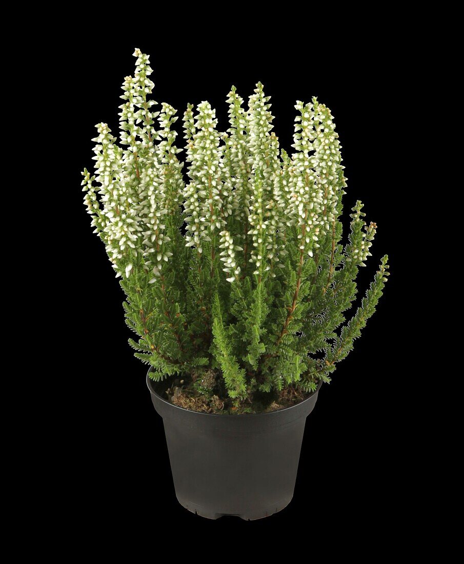 Calluna 'Beauty Ladies