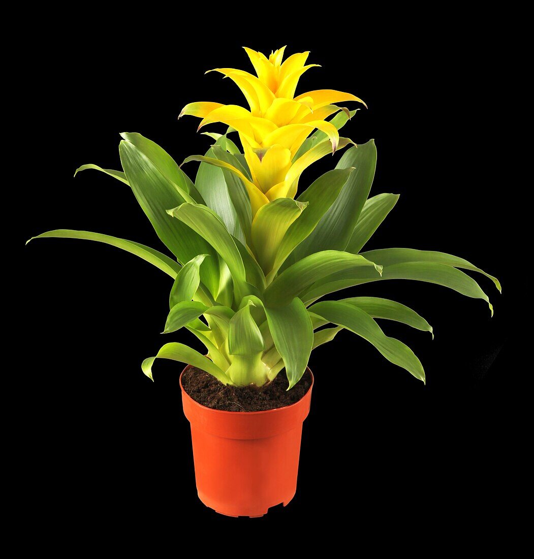 Guzmania