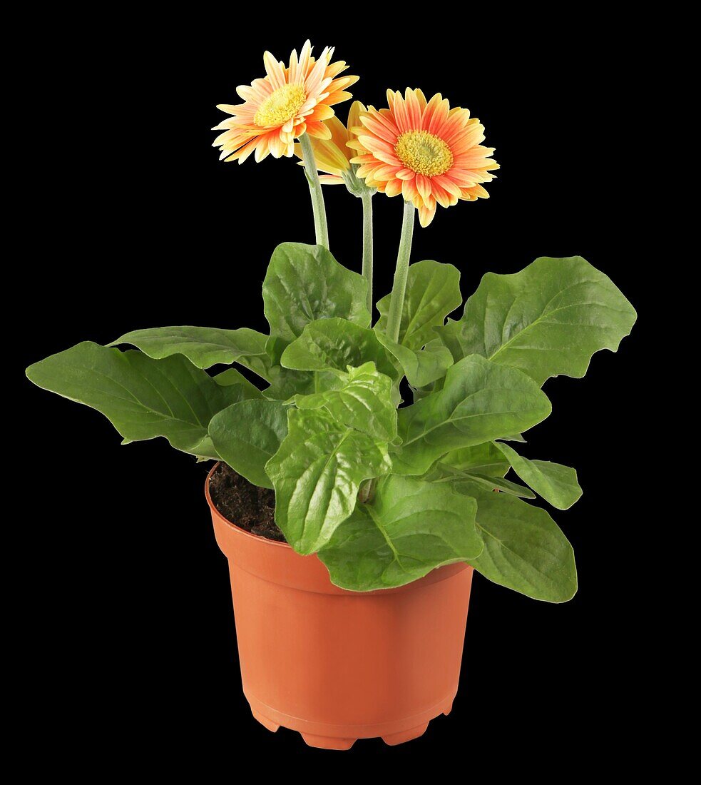 Gerbera