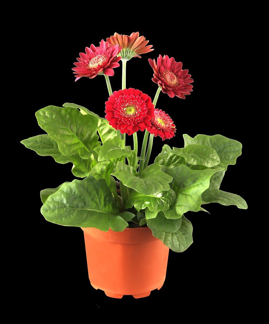 Gerbera