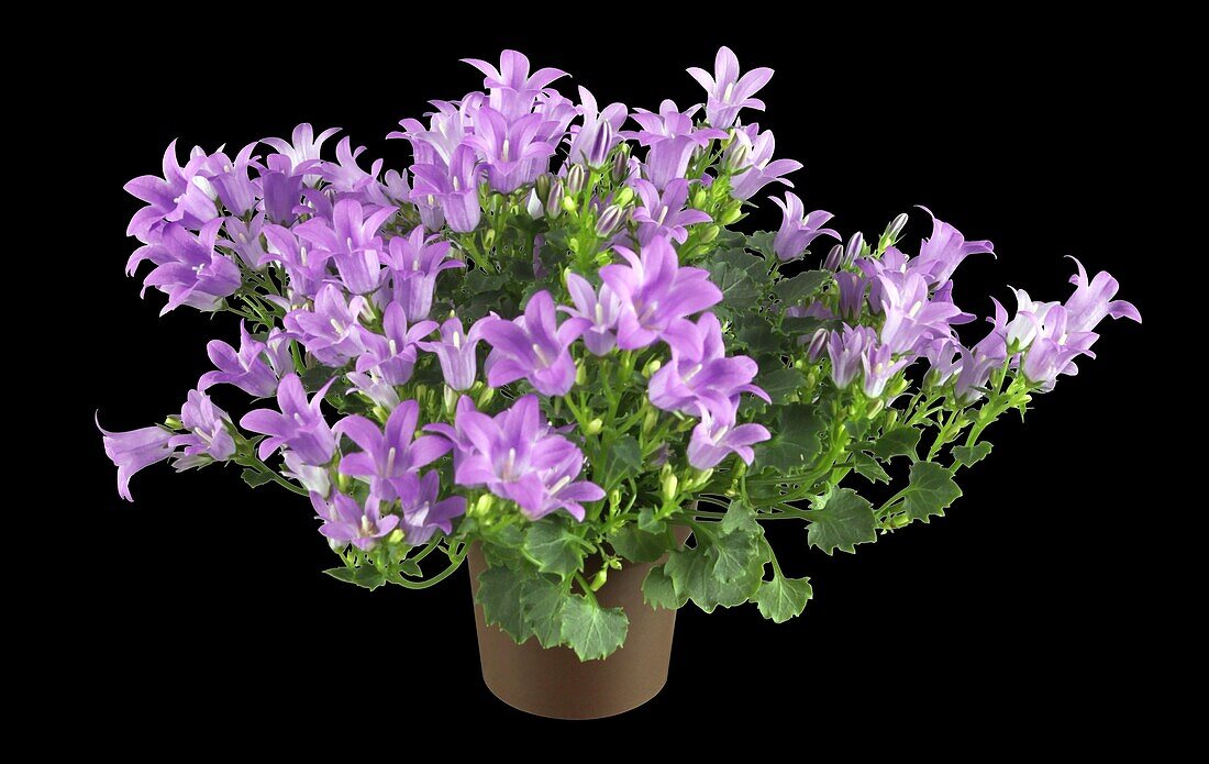 Campanula portenschlagiana 'Get Mee'®