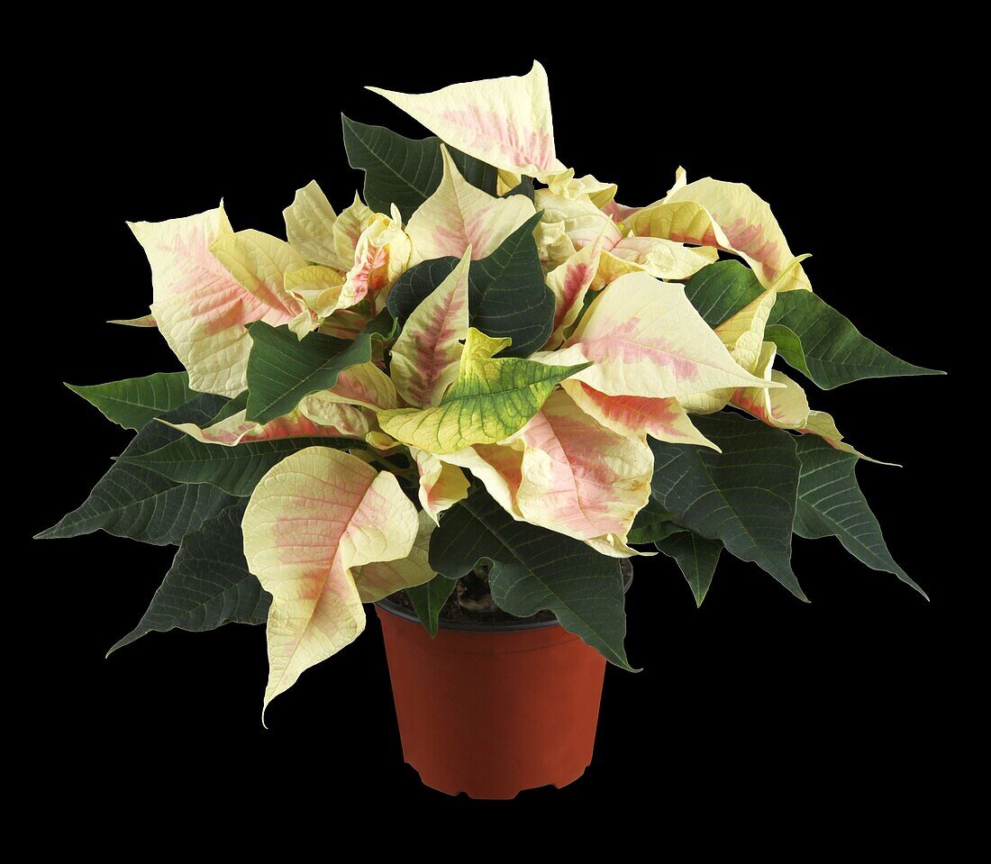 Euphorbia pulcherrima