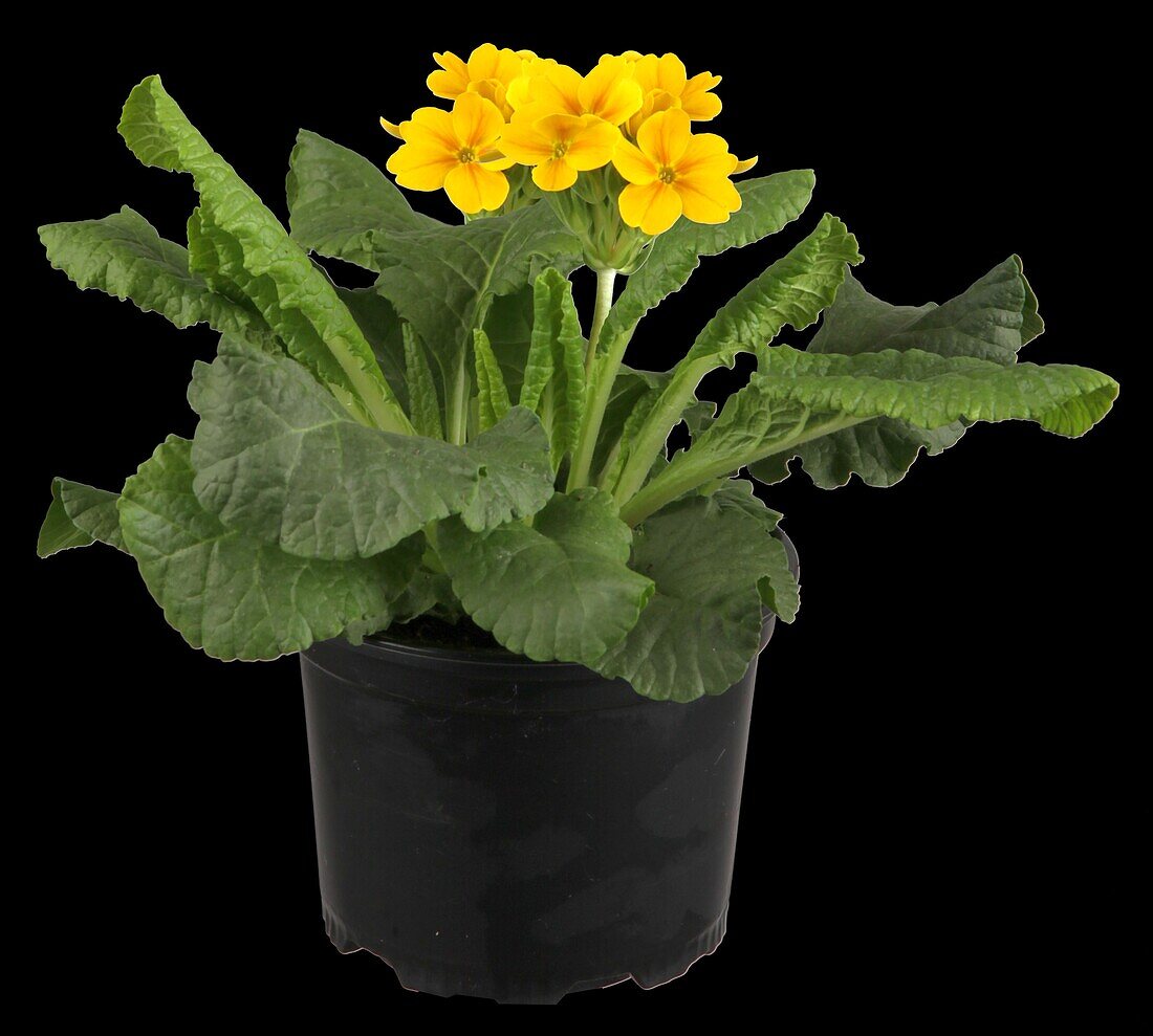 Primula elatior 'Victoriana'