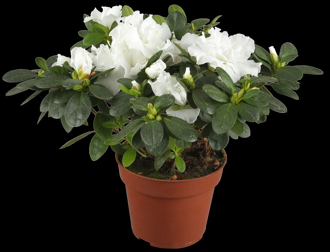 Rhododendron simsii 'Paloma