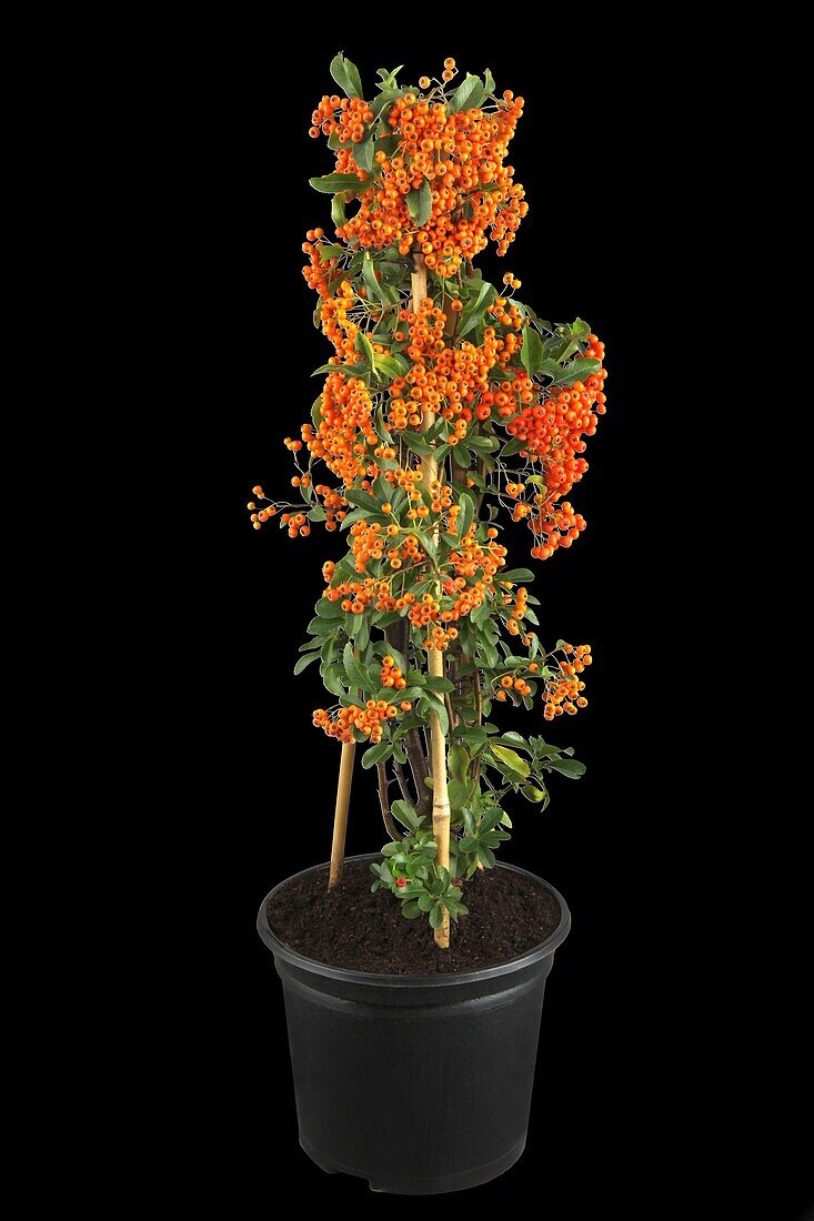 Pyracantha coccinea 'Red Column'