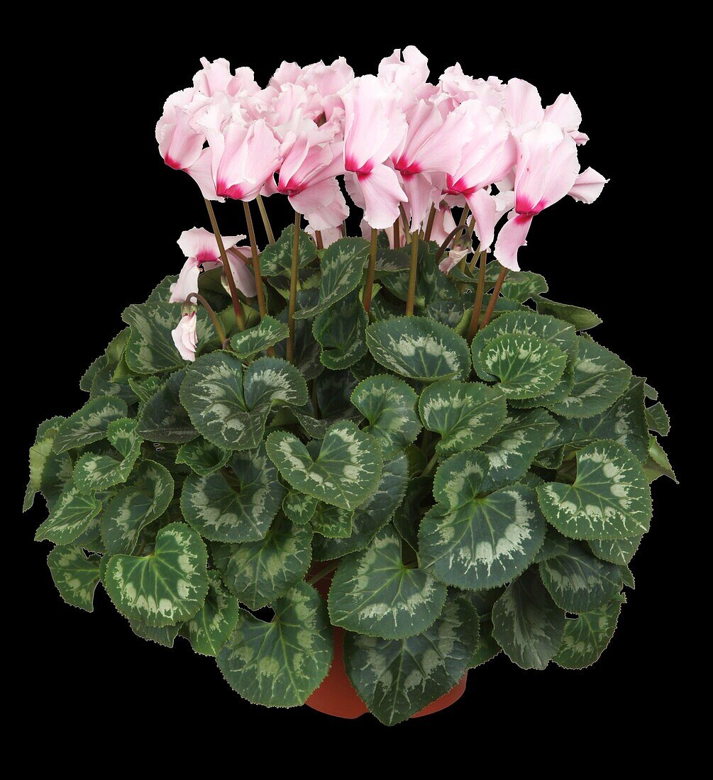 Cyclamen persicum