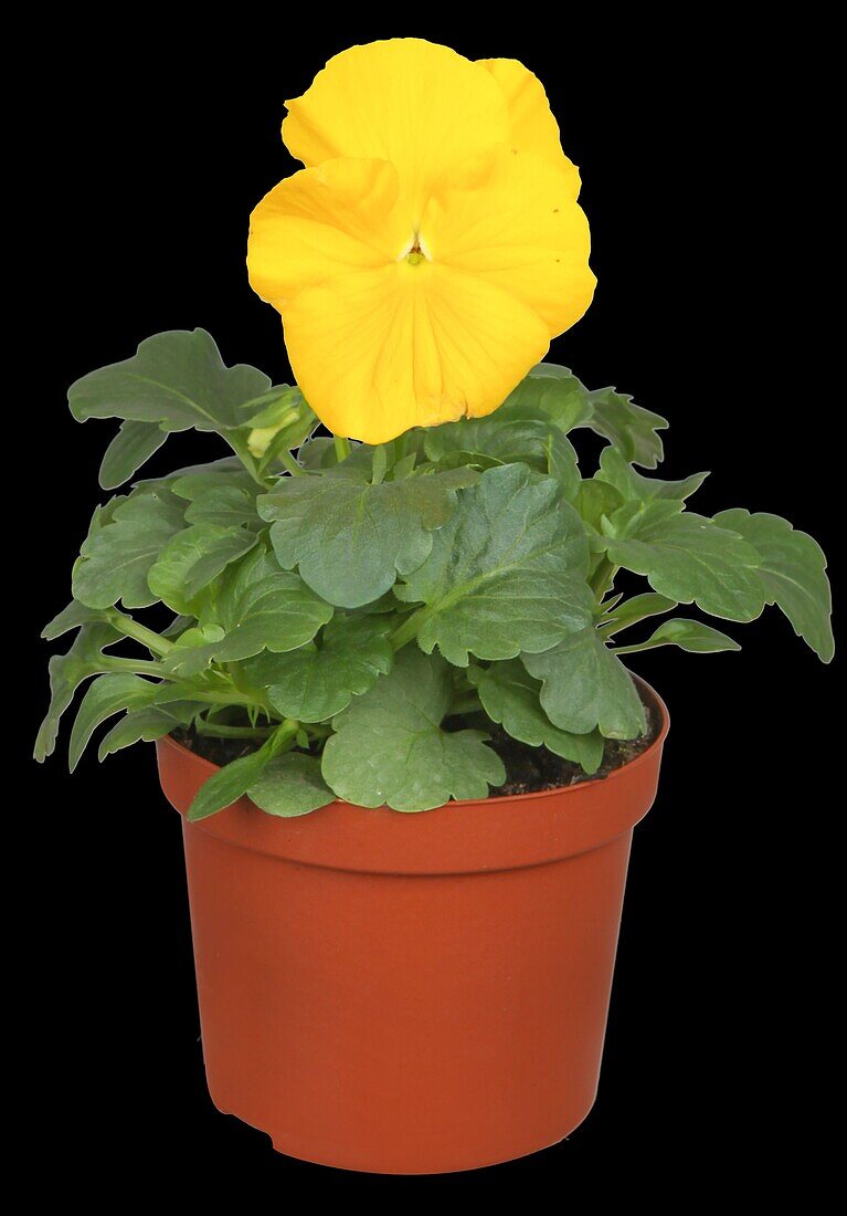 Viola x wittrockiana, yellow