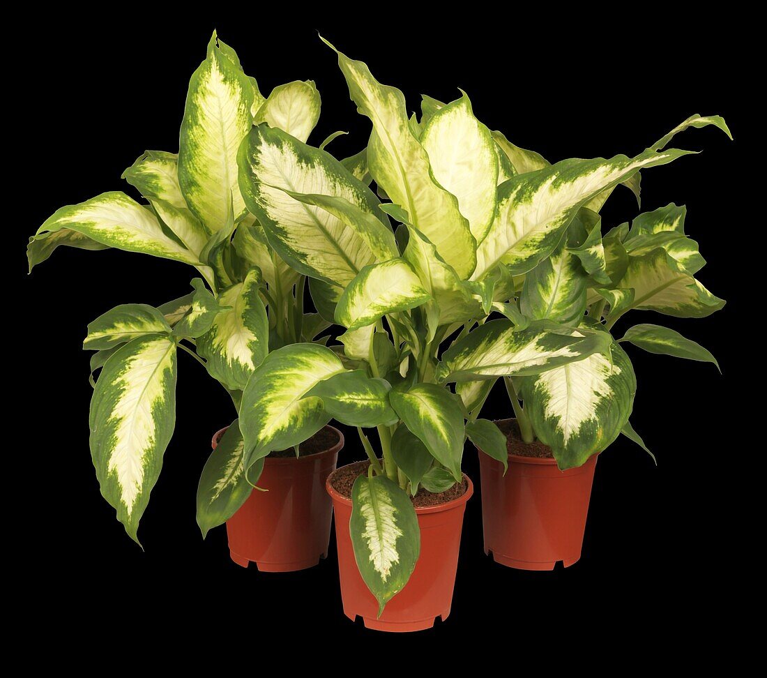 Dieffenbachia