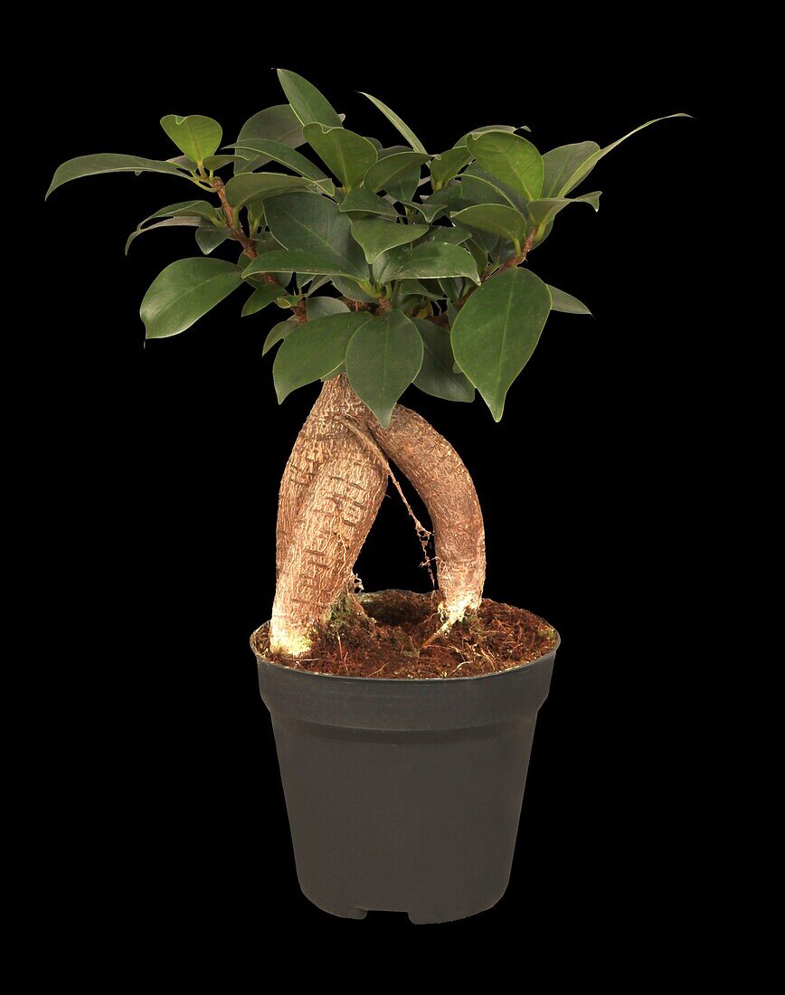 Ficus microcarpa Ginseng