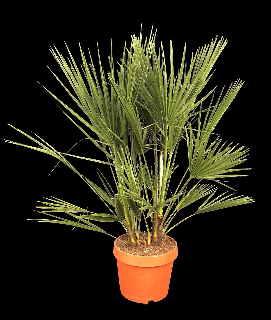 Chamaerops humilis