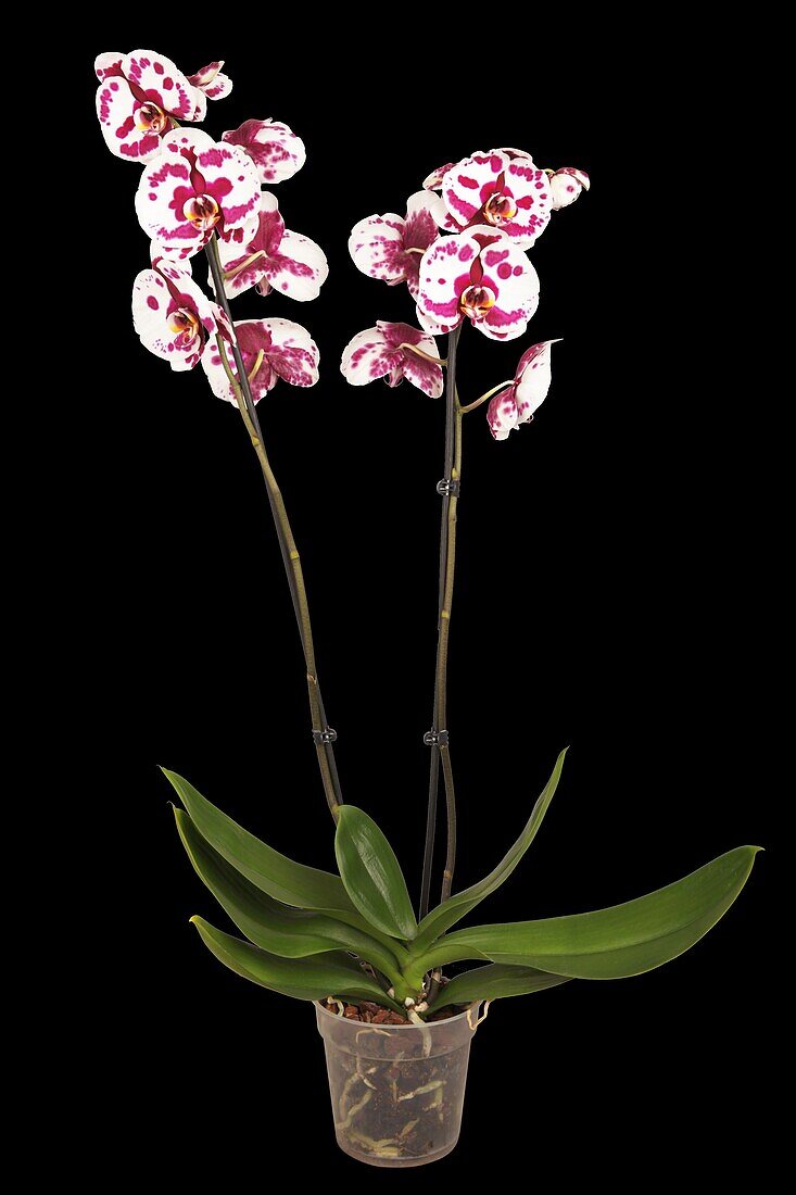 Phalaenopsis