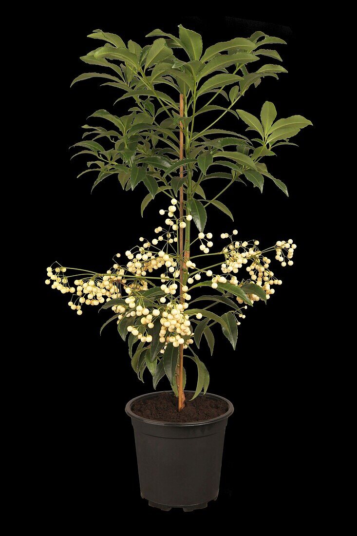 Ardisia crenata