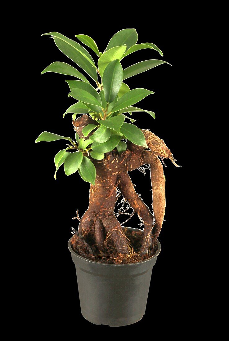 Ficus microcarpa 'Ginseng'