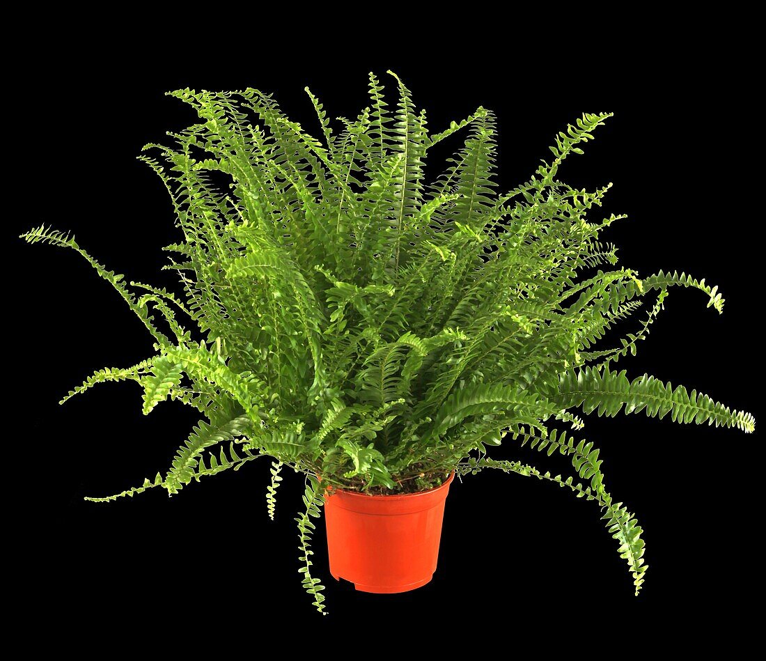 Nephrolepis exaltata 'Green Lady'