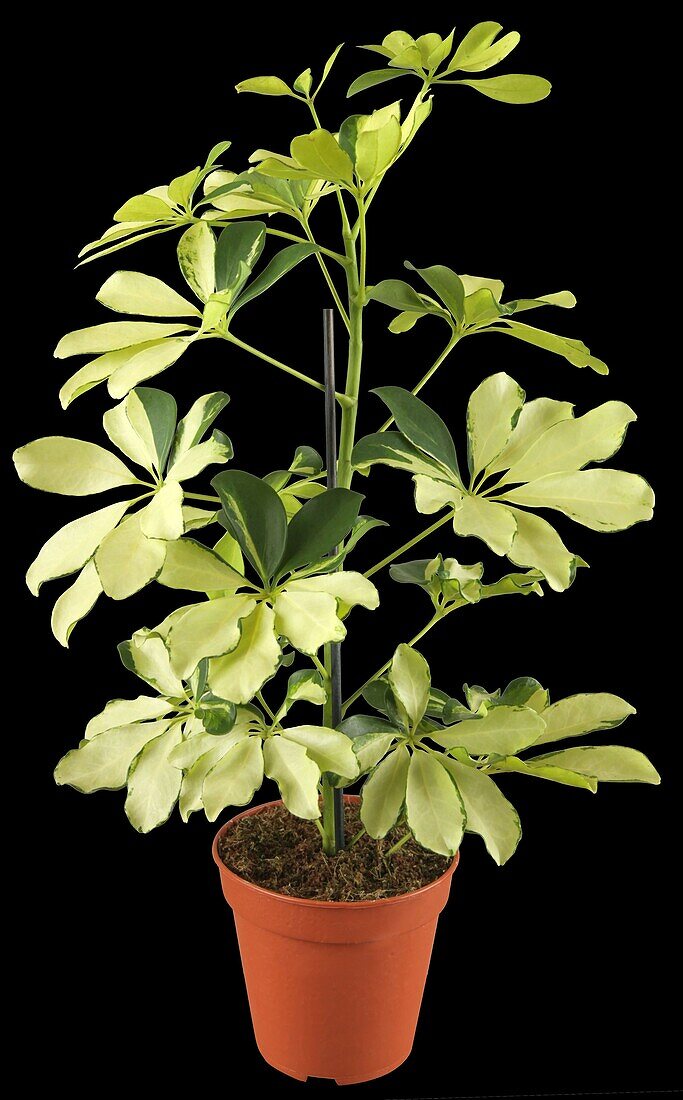 Schefflera arboricola 'Melanie'