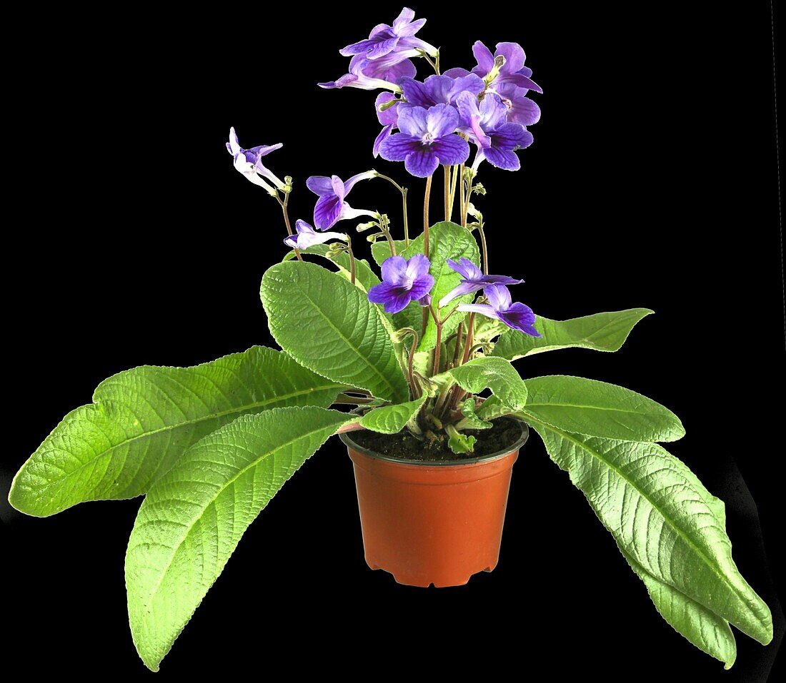 Streptocarpus haygarthii