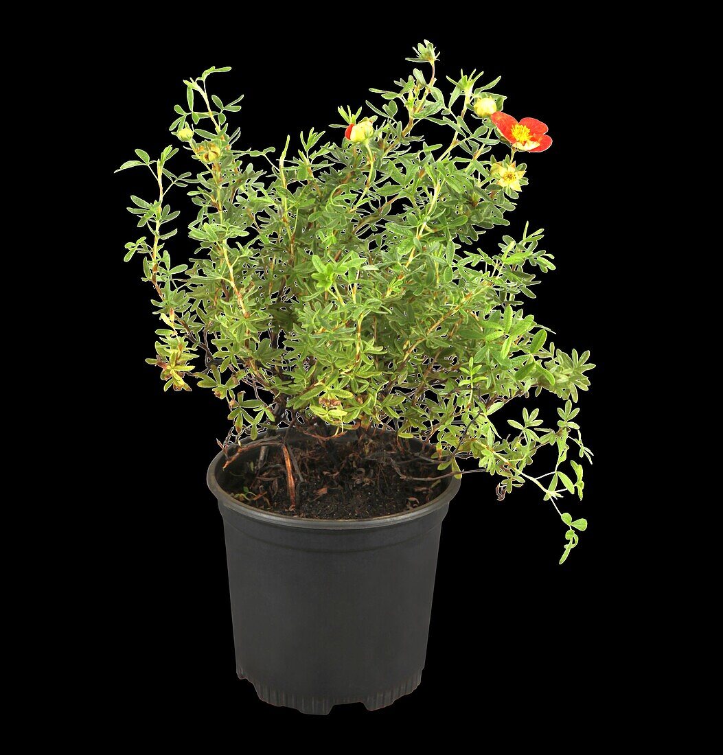 Potentilla fruticosa