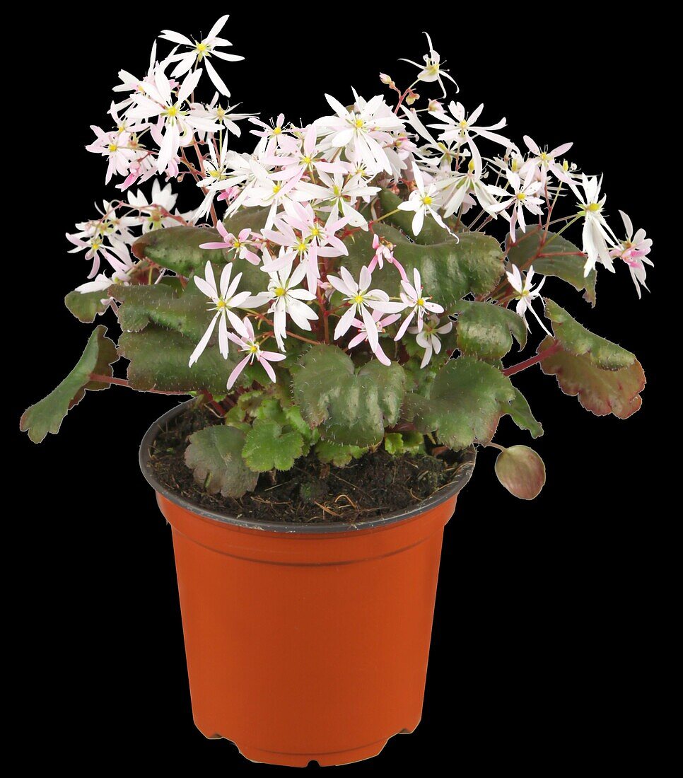 Saxifraga cortusifolia var. fortunei