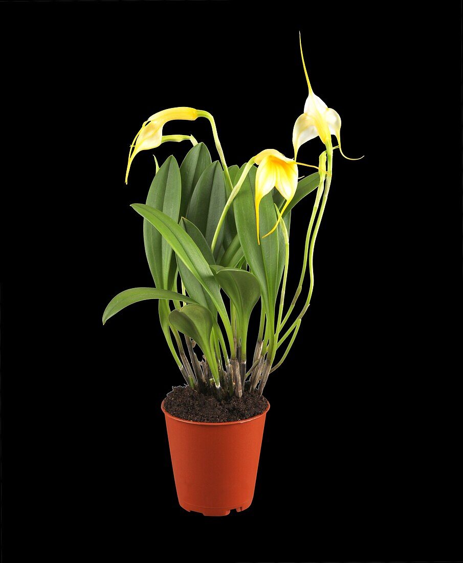 Masdevallia