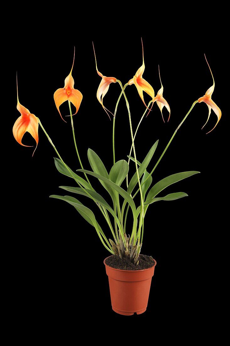 Masdevallia