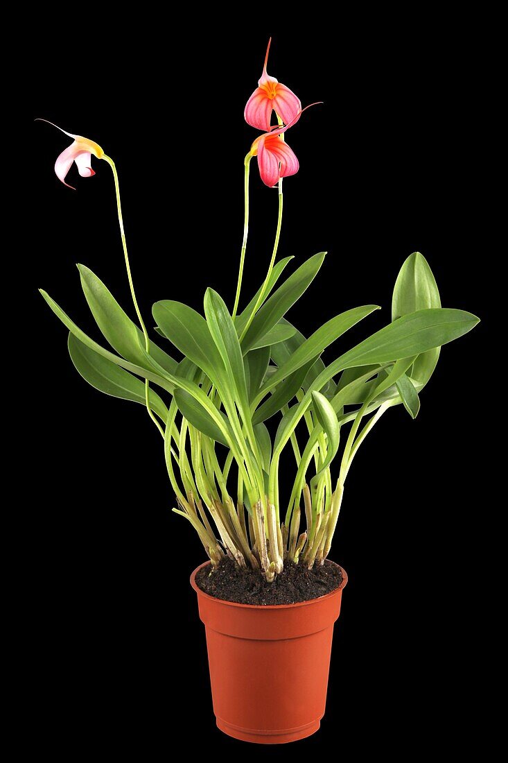 Masdevallia