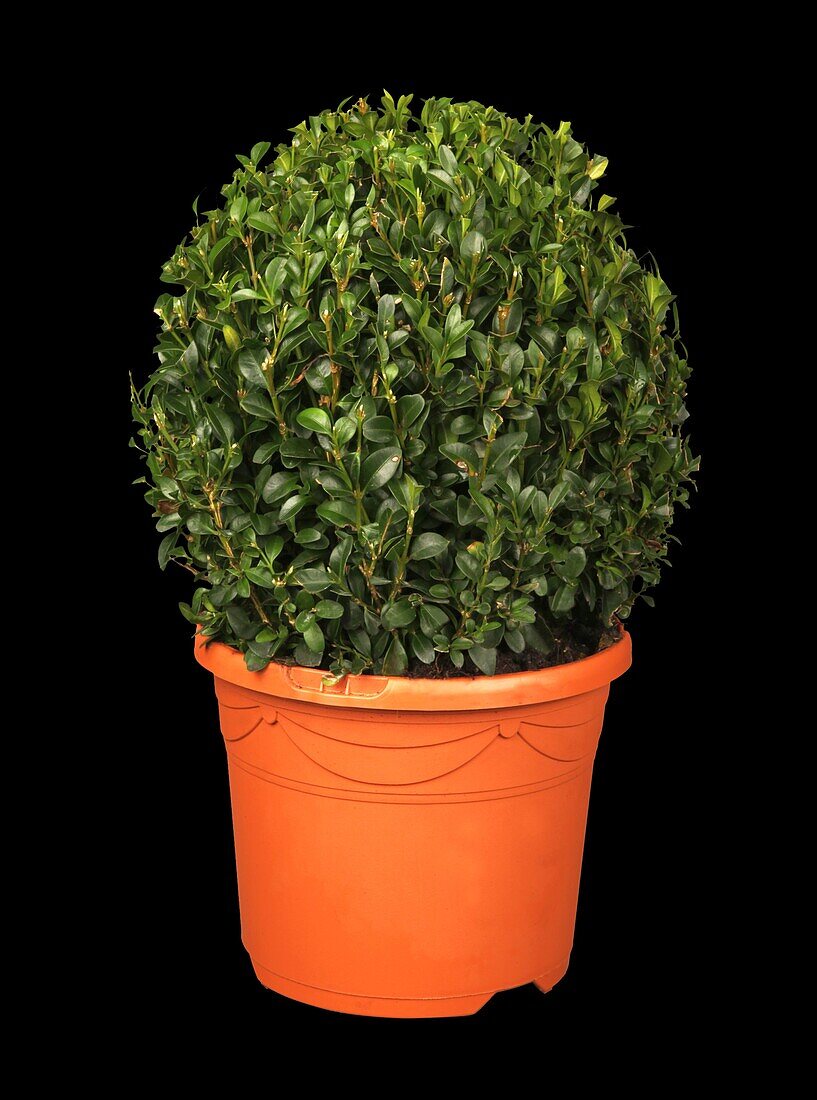 Buxus sempervirens, globe tree