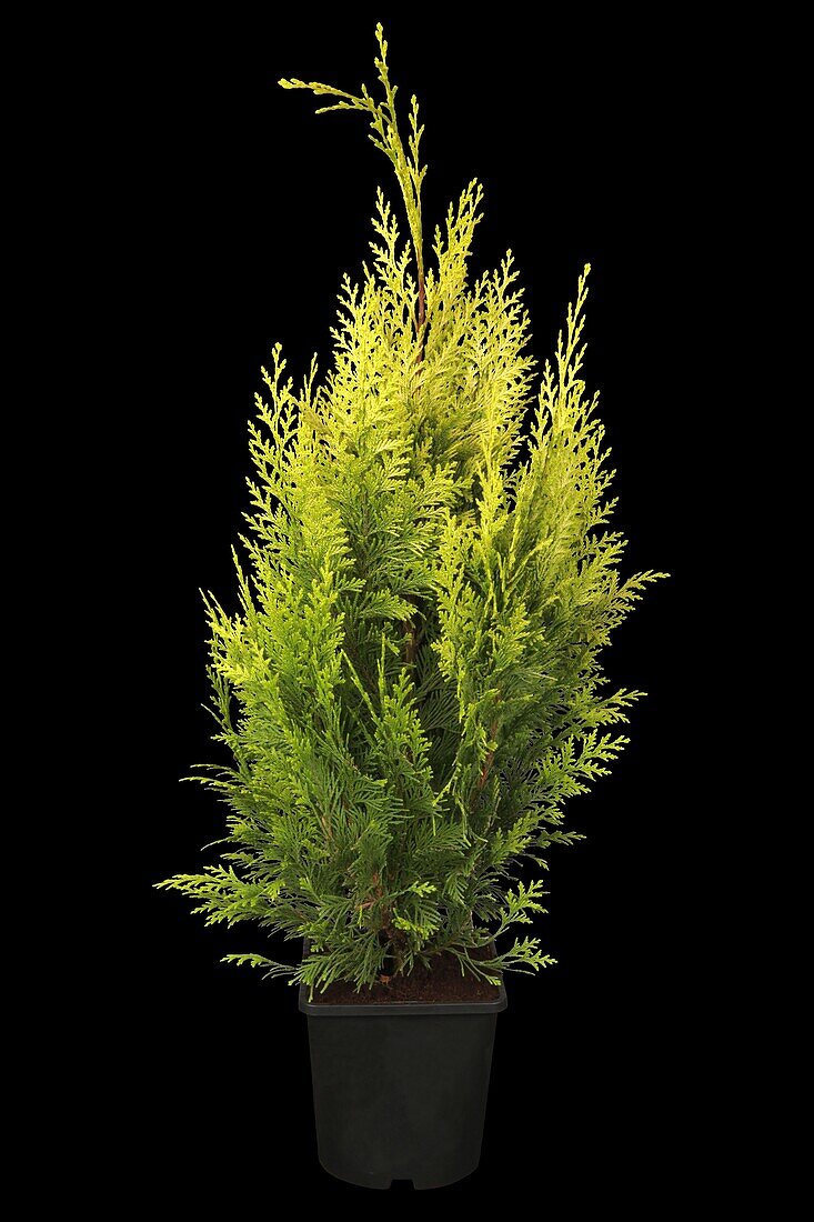 Chamaecyparis lawsoniana 'Ivonne'