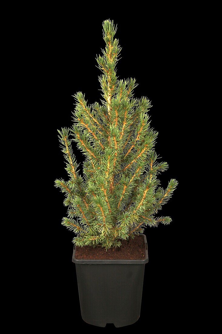 Picea glauca Conica