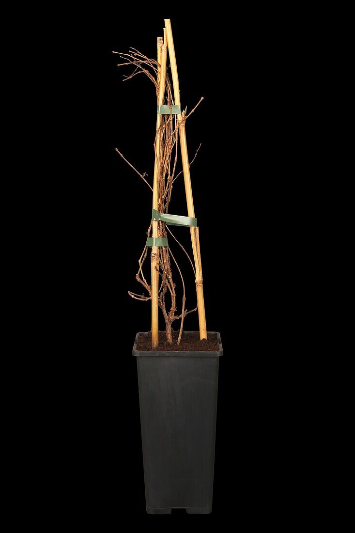 Parthenocissus tricuspidata 'Veitchii