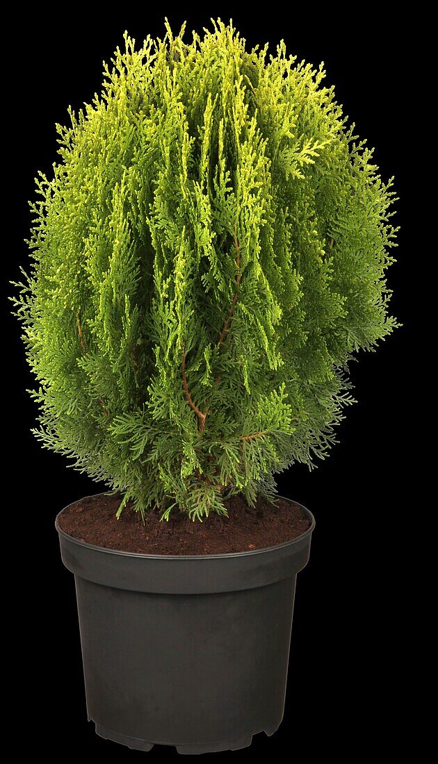 Thuja occidentalis 'Aurea Nana'