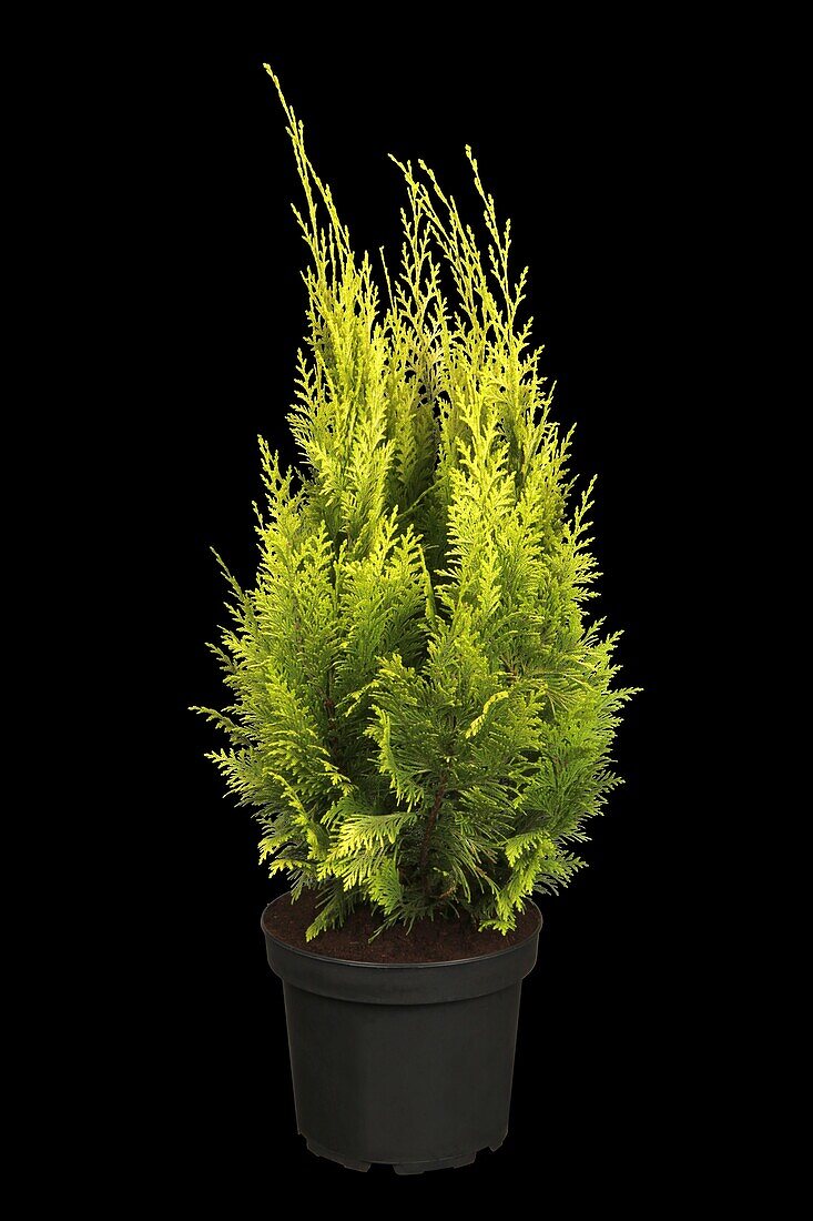 Chamaecyparis lawsoniana 'Ivonne'