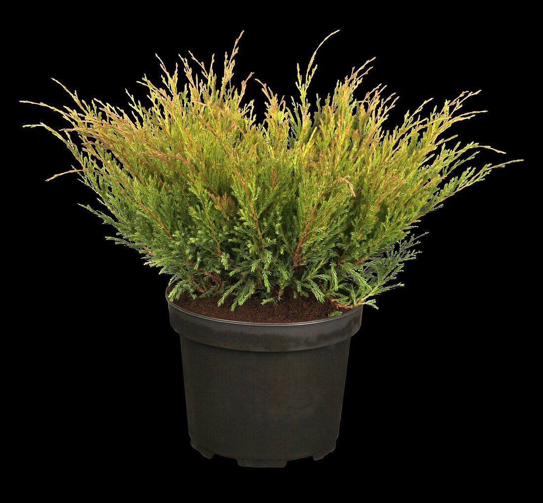 Juniperus horizontalis 'Andorra Compact'